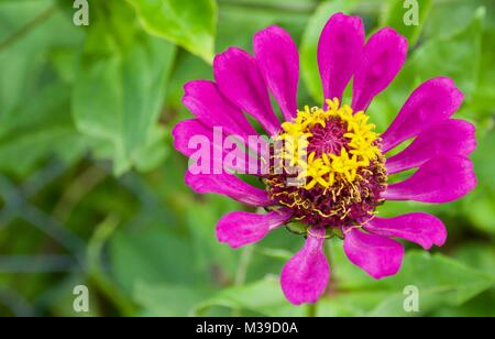 Ein leuchtendes Rosa Zinna Blume getrennt mit Blütenblättern und einem Zentrum von Gelb, auf dem Hintergrund der grüne Blätter Stockfoto