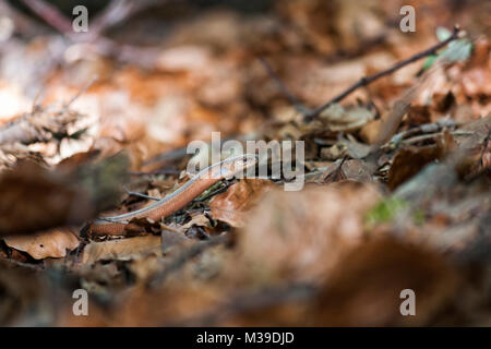 Slowworm bewegen durch Laub im Wald Stockfoto