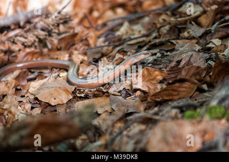 Slowworm bewegen durch Laub im Wald Stockfoto