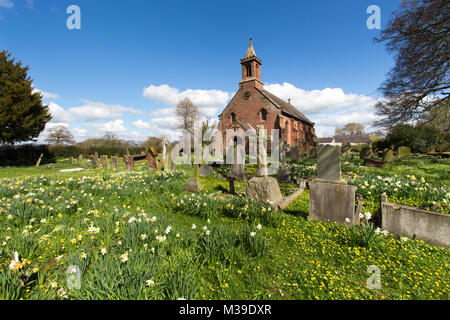 Dorf von Coddington, England. Malerische Aussicht auf Frühling Narzissen vor der St. Mary's Kirche, in der Cheshire Dorf Coddington. Stockfoto