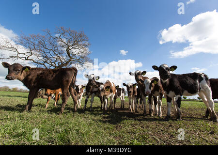 Dorf von Handley, England. Malerische Frühling Blick auf Kälber grasen in einem Feld in der Nähe von Cheshire Dorf Handley. Stockfoto