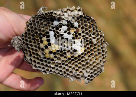 Sota aus dem Nest von Wespen. Die Hornet Nest zerstört. Stockfoto