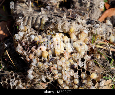 Vespula vulgaris. Die Hornet Nest zerstört. Stockfoto