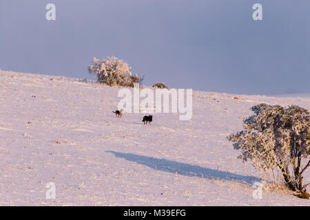 Ein paar Hunde in der Mitte des Schnees auf Monte Subasio Berg (Umbrien, Italien), mit einer kleinen Anlage von Schnee bedeckt Stockfoto