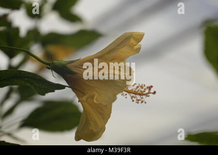Gelben Hibiskusblüte Stockfoto