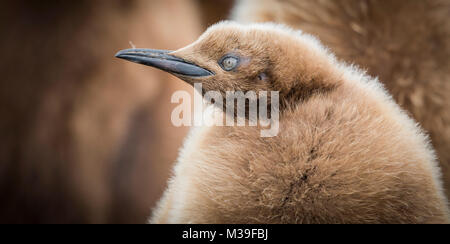 Eine Nahaufnahme Foto eines einsamen Königspinguin Küken. Stockfoto