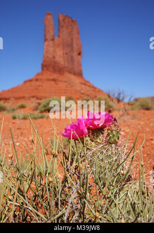 Kaktus aus Kaktus mit Kaktus und blühenden Blumen im Monument Valley Stockfoto