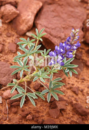 Lila wildflower Anlage Nahaufnahme im Südwesten, Amerika Stockfoto