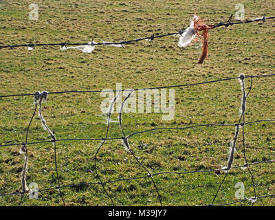 Orange Garn & Litzen aus Wolle auf Stacheldraht zaun mit mattierten Wolle twisted Runde unregelmäßige Zaun Drähte in Wiese - Cumbria, England, Großbritannien gefangen Stockfoto