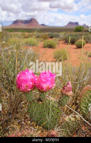 Rosa cactus Flower blühen in der Wüste Stockfoto