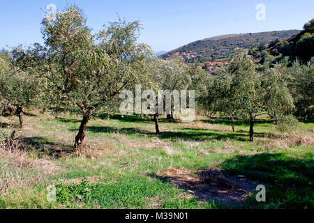 Koroneiki Oliven, Olivenhain in Kalamata, Peloponnes, Griechenland Stockfoto