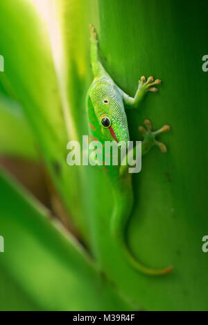 Madagaskar Taggecko - Phelsuma madagascariensis, Madagaskar Wald. Cute Madagaskar endemische Eidechse. Stockfoto