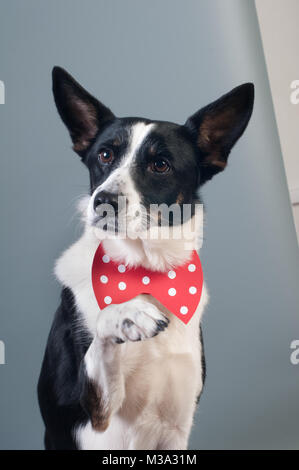 Lustige gemischte Rasse Hund valentine Portrait im Studio auf grauem Hintergrund mit Fliege Stockfoto