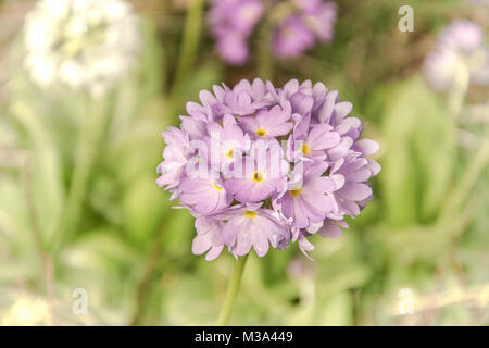 Lila Blüte isoliert Stockfoto