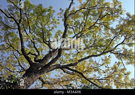 Vordach aus Mahagoni Baum mit bunten Blätter im Herbst, vom Boden aus gegen den strahlend blauen Himmel gesehen, in Kerala, Indien. Stockfoto