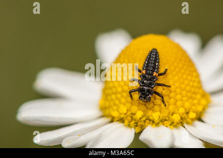 Marienkäfer Larve, Coccinella septempunctata, auf einer Daisy Flower Stockfoto