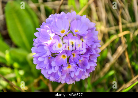 Lila Blüte isoliert Stockfoto