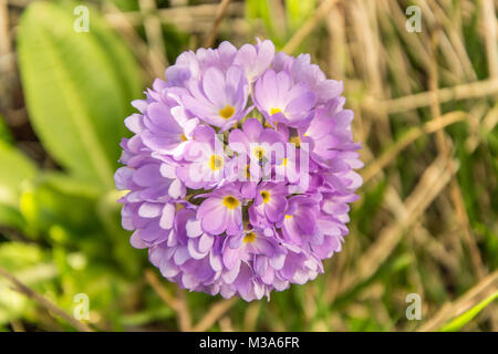 Lila Blüte isoliert Stockfoto