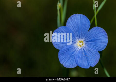 Blau Flachs Linum narbonense Stockfoto