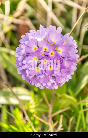 Lila Blüte isoliert Stockfoto