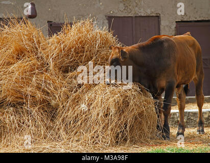 Häuslich Bauernhof kuh weide aus einem Haufen Heu Stockfoto