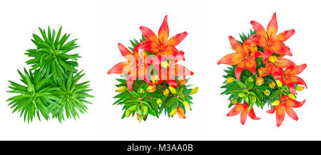 Set mit 3 isolierten roten lily Blumen Stockfoto