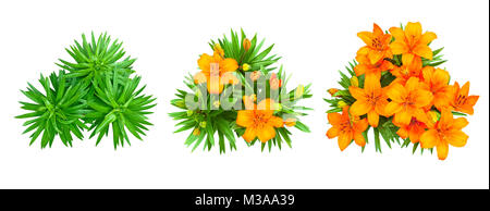 Set mit 3 isolierten roten lily Blumen Stockfoto