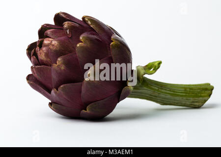 Frische Römische Artischocken auf weißem Hintergrund Stockfoto