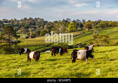 Australische Landschaft. Friesische Rinder im Paddock, Sunshine Coast, Queensland, Australien Stockfoto