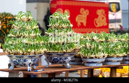 Hong Kong, Hong Kong SAR, China. 10 Feb, 2018. Hongkong: China - Februar 10., 2018. Hong Kong Mondjahr Messe öffnet in den Victoria Park. Das Chinesische Neue Jahr, traditionell mit Blume und Geschenk Ständen gefüllt, ist auch die Heimat von politischen Parteien, wie Sie heben, ihre Arbeit fortzusetzen. Die Regale der Blüte Stände sind mit speziellen Pflanzen Credit: Jayne Russell/ZUMA Draht/Alamy Leben Nachrichten gestapelt Stockfoto