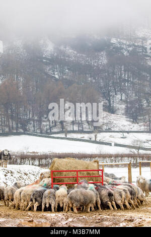 Eine Herde von Hardy Herdwick Schafe auf Winter Silage während eines kalten schneereichen Winter Zauber der Wetter in der Nähe von Chapel Stile, Great Langdale, Cumbria, Großbritannien Stockfoto