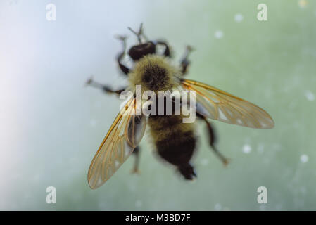 Makro Nahaufnahme von einer einzelnen Biene auf Fenster mit diffusem Licht Stockfoto