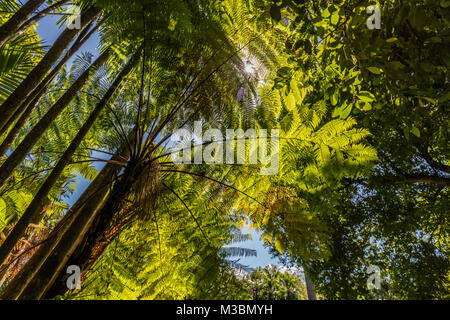 Die Botanischen Gärten von Cairns, Cairns, Queensland, Australien Stockfoto