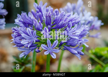 Agapanthus, oder die Lilie auf dem Nil. Queensland, Australien. Close Up. Stockfoto