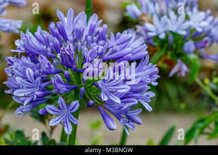 Agapanthus, oder die Lilie auf dem Nil. Queensland, Australien. Close Up. Stockfoto