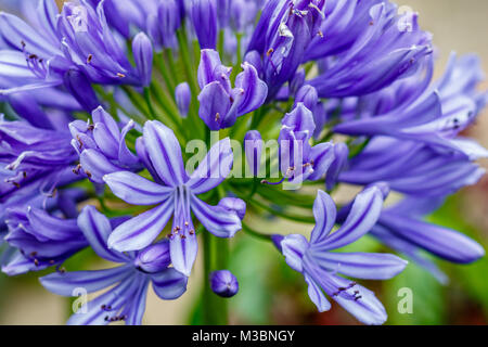 Agapanthus, oder die Lilie auf dem Nil. Queensland, Australien. Close Up. Stockfoto
