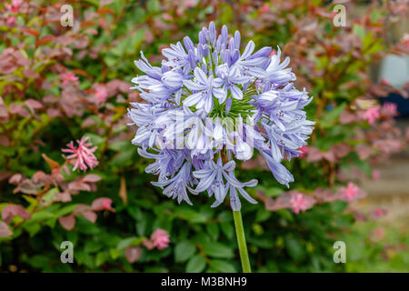 Agapanthus, oder die Lilie auf dem Nil. Queensland, Australien. Close Up. Stockfoto