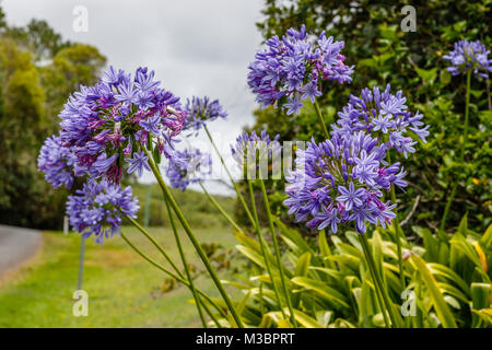 Blühende Agapanthus, oder die Lilie auf dem Nil. Queensland, Australien. Stockfoto