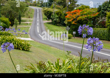 Agapanthus, oder Lilie der Nil immer an der Seite einer Straße. Queensland, Australien. Stockfoto