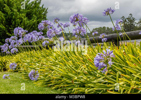 Blühende Agapanthus, oder die Lilie auf dem Nil. Queensland, Australien. Stockfoto