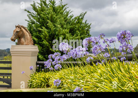 Blühende Agapanthus, oder Lily des Nils, eine Statue in Form eines Pferdekopf. Queensland, Australien. Stockfoto