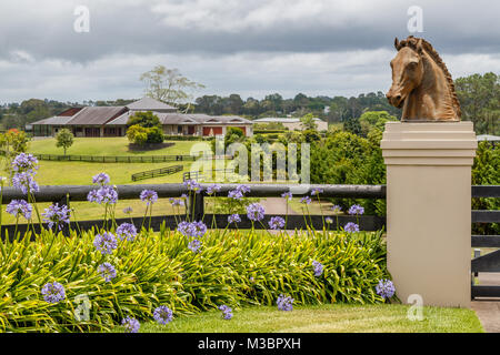 Blühende Agapanthus, oder Lily des Nils, eine Statue in Form eines Pferdekopf. Queensland, Australien. Stockfoto