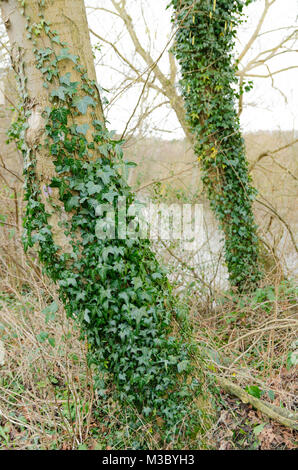 Efeu (Hedera helix) wächst ein Baum im Winter Stockfoto