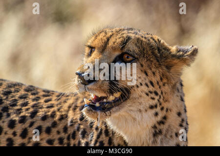 Gepard in Erindi Private Game Reserve, Namibia, Afrika. Kopf schoss. Stockfoto