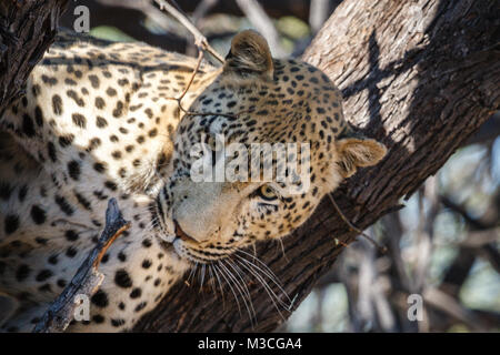 Leopard entspannen im Schatten auf den Ast in Namibia, Afrika Stockfoto