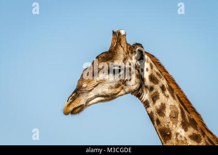 Giraffe Kopf geschossen in der Savanne des Etosha National Park, Namibia, Afrika Stockfoto