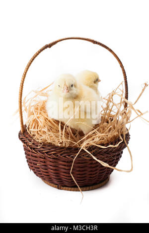 Gelb, winzigen flauschigen Küken im Osterkorb auf weißem Hintergrund Stockfoto