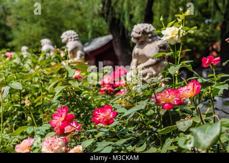 Brücke geschmückt mit Skulpturen von Löwen und blühenden Rosen in der Verbotenen Stadt oder Gugong, Peking, China Stockfoto