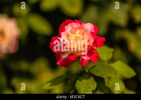 Rote Rose im Park der Verbotenen Stadt oder Gugong, Peking, China Stockfoto