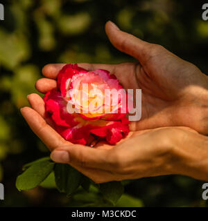 Woman's Hände halten eine Rose in den Park von der Verbotenen Stadt oder Gugong, Peking, China Stockfoto